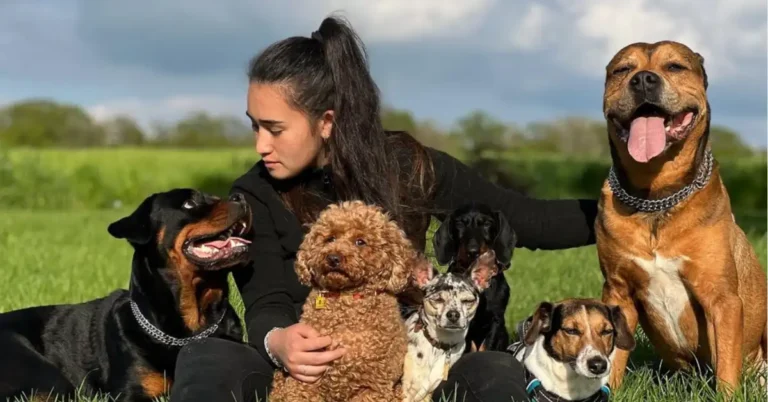young black haired dog sitter sitting in the grass
